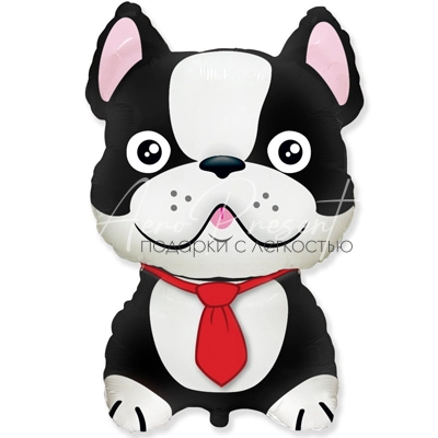 Бульдог черный, фольгированный шар